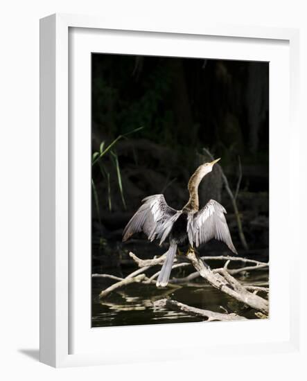 Anhinga (Anhinga Anhinga), Everglades, UNESCO World Heritage Site, Florida, USA, North America-Michael DeFreitas-Framed Photographic Print