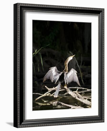 Anhinga (Anhinga Anhinga), Everglades, UNESCO World Heritage Site, Florida, USA, North America-Michael DeFreitas-Framed Photographic Print