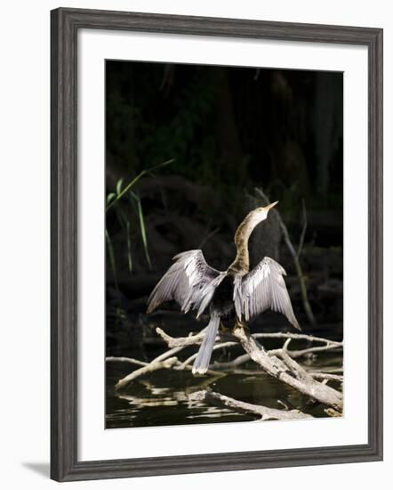 Anhinga (Anhinga Anhinga), Everglades, UNESCO World Heritage Site, Florida, USA, North America-Michael DeFreitas-Framed Photographic Print