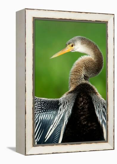 Anhinga (Anhinga Anhinga), Pantanal Wetlands, Brazil-null-Framed Stretched Canvas