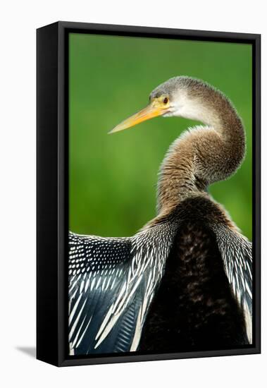 Anhinga (Anhinga Anhinga), Pantanal Wetlands, Brazil-null-Framed Stretched Canvas