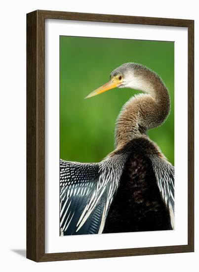 Anhinga (Anhinga Anhinga), Pantanal Wetlands, Brazil-null-Framed Photographic Print