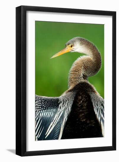 Anhinga (Anhinga Anhinga), Pantanal Wetlands, Brazil-null-Framed Photographic Print