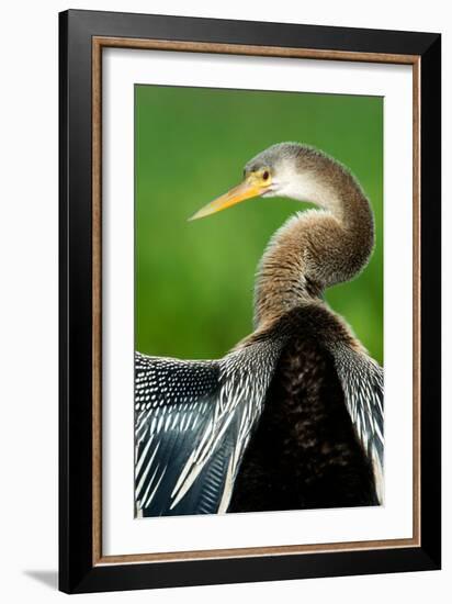 Anhinga (Anhinga Anhinga), Pantanal Wetlands, Brazil-null-Framed Photographic Print