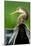 Anhinga (Anhinga Anhinga), Pantanal Wetlands, Brazil-null-Mounted Photographic Print