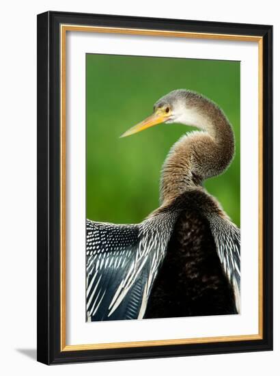 Anhinga (Anhinga Anhinga), Pantanal Wetlands, Brazil-null-Framed Photographic Print