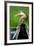 Anhinga (Anhinga Anhinga), Pantanal Wetlands, Brazil-null-Framed Photographic Print