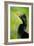 Anhinga (Anhinga Anhinga), Tortuguero, Costa Rica-null-Framed Photographic Print