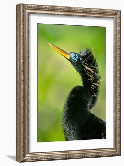 Anhinga (Anhinga Anhinga), Tortuguero, Costa Rica-null-Framed Photographic Print