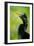 Anhinga (Anhinga Anhinga), Tortuguero, Costa Rica-null-Framed Photographic Print