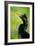 Anhinga (Anhinga Anhinga), Tortuguero, Costa Rica-null-Framed Photographic Print