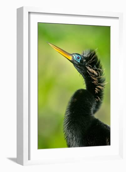 Anhinga (Anhinga Anhinga), Tortuguero, Costa Rica-null-Framed Photographic Print