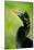 Anhinga (Anhinga Anhinga), Tortuguero, Costa Rica-null-Mounted Photographic Print