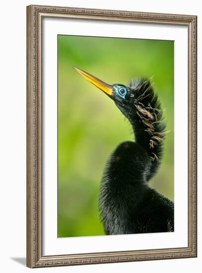 Anhinga (Anhinga Anhinga), Tortuguero, Costa Rica-null-Framed Photographic Print