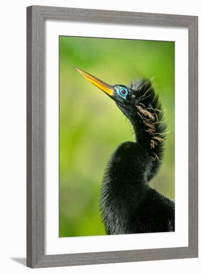 Anhinga (Anhinga Anhinga), Tortuguero, Costa Rica-null-Framed Photographic Print