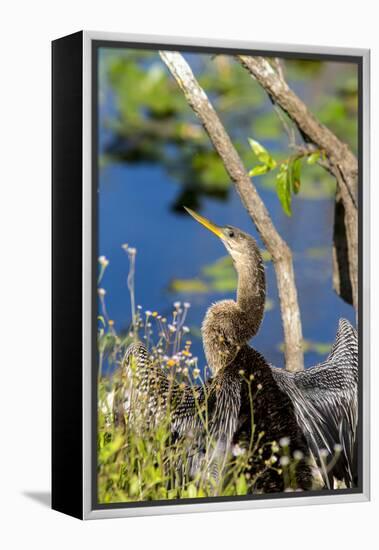 Anhinga Drying its Wings, Anhinga Trail, Everglades NP, Florida-Chuck Haney-Framed Premier Image Canvas