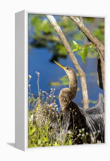 Anhinga Drying its Wings, Anhinga Trail, Everglades NP, Florida-Chuck Haney-Framed Premier Image Canvas