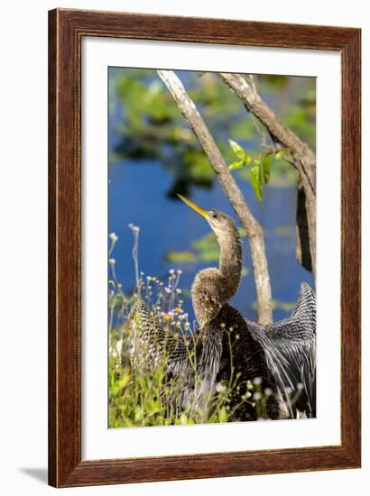 Anhinga Drying its Wings, Anhinga Trail, Everglades NP, Florida-Chuck Haney-Framed Photographic Print