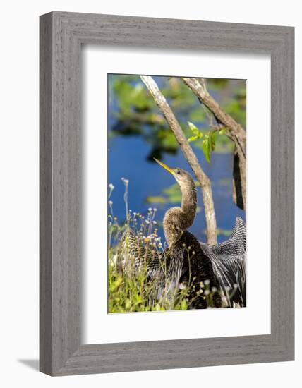 Anhinga Drying its Wings, Anhinga Trail, Everglades NP, Florida-Chuck Haney-Framed Photographic Print