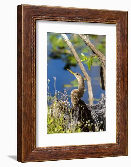 Anhinga Drying its Wings, Anhinga Trail, Everglades NP, Florida-Chuck Haney-Framed Photographic Print