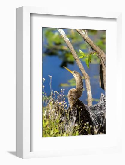 Anhinga Drying its Wings, Anhinga Trail, Everglades NP, Florida-Chuck Haney-Framed Photographic Print