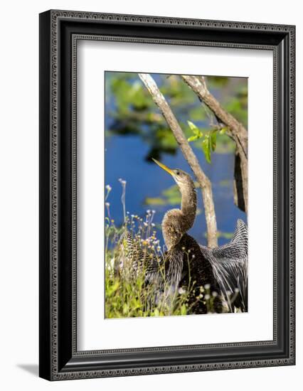 Anhinga Drying its Wings, Anhinga Trail, Everglades NP, Florida-Chuck Haney-Framed Photographic Print