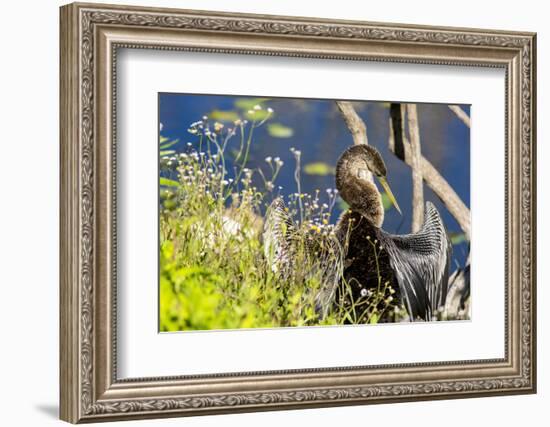 Anhinga Drying its Wings, Anhinga Trail, Everglades NP, Florida-Chuck Haney-Framed Photographic Print