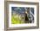 Anhinga Drying its Wings, Anhinga Trail, Everglades NP, Florida-Chuck Haney-Framed Photographic Print