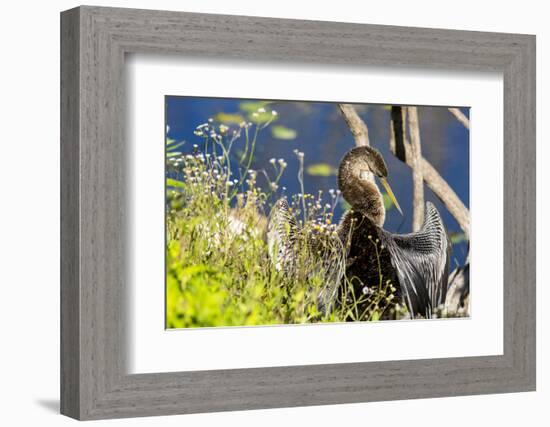 Anhinga Drying its Wings, Anhinga Trail, Everglades NP, Florida-Chuck Haney-Framed Photographic Print