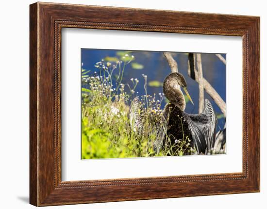 Anhinga Drying its Wings, Anhinga Trail, Everglades NP, Florida-Chuck Haney-Framed Photographic Print