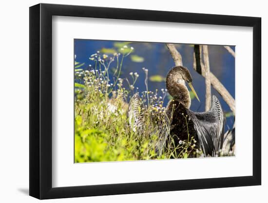 Anhinga Drying its Wings, Anhinga Trail, Everglades NP, Florida-Chuck Haney-Framed Photographic Print