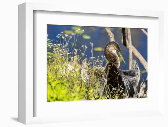 Anhinga Drying its Wings, Anhinga Trail, Everglades NP, Florida-Chuck Haney-Framed Photographic Print