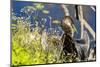 Anhinga Drying its Wings, Anhinga Trail, Everglades NP, Florida-Chuck Haney-Mounted Photographic Print