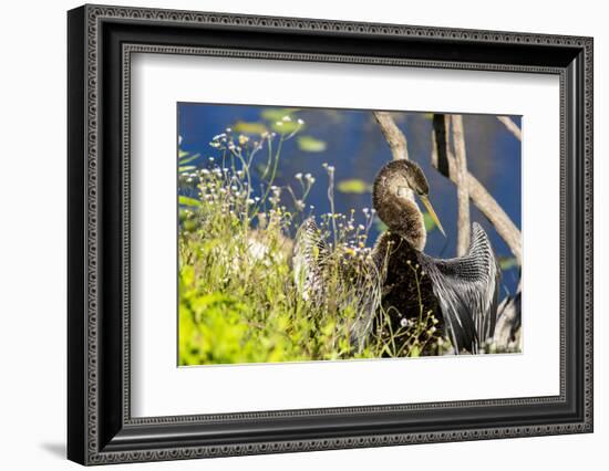 Anhinga Drying its Wings, Anhinga Trail, Everglades NP, Florida-Chuck Haney-Framed Photographic Print