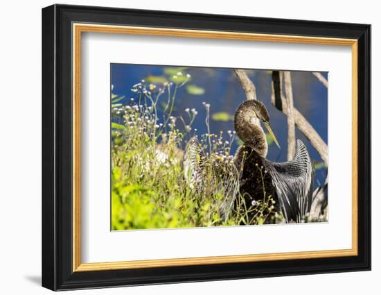 Anhinga Drying its Wings, Anhinga Trail, Everglades NP, Florida-Chuck Haney-Framed Photographic Print