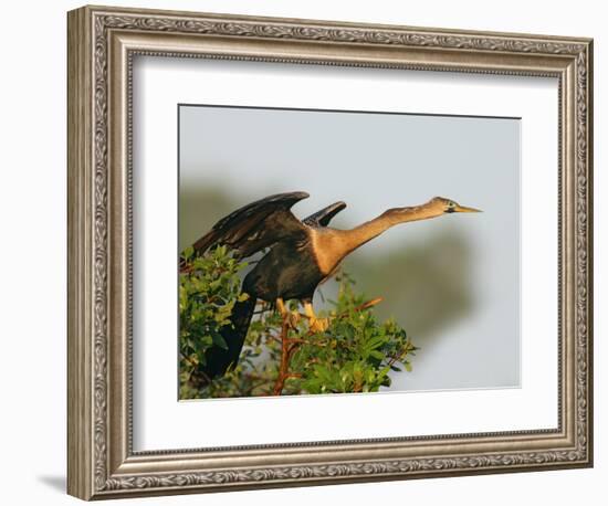 Anhinga Female at the Venice Rookery, Venice, Florida, USA-Arthur Morris-Framed Photographic Print