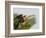 Anhinga Female at the Venice Rookery, Venice, Florida, USA-Arthur Morris-Framed Photographic Print