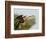 Anhinga Female at the Venice Rookery, Venice, Florida, USA-Arthur Morris-Framed Photographic Print