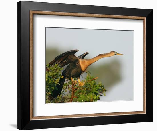 Anhinga Female at the Venice Rookery, Venice, Florida, USA-Arthur Morris-Framed Photographic Print