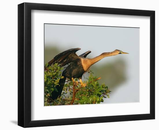 Anhinga Female at the Venice Rookery, Venice, Florida, USA-Arthur Morris-Framed Photographic Print