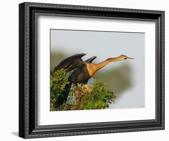 Anhinga Female at the Venice Rookery, Venice, Florida, USA-Arthur Morris-Framed Photographic Print