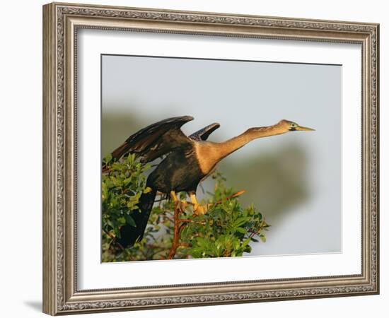 Anhinga Female at the Venice Rookery, Venice, Florida, USA-Arthur Morris-Framed Photographic Print