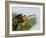 Anhinga Female at the Venice Rookery, Venice, Florida, USA-Arthur Morris-Framed Photographic Print