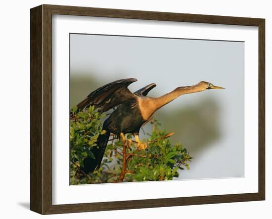 Anhinga Female at the Venice Rookery, Venice, Florida, USA-Arthur Morris-Framed Photographic Print