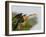 Anhinga Female at the Venice Rookery, Venice, Florida, USA-Arthur Morris-Framed Photographic Print