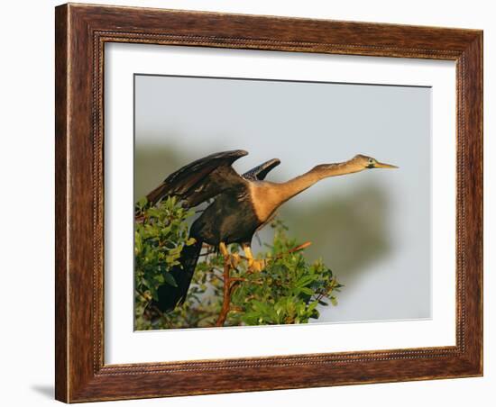 Anhinga Female at the Venice Rookery, Venice, Florida, USA-Arthur Morris-Framed Photographic Print