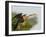 Anhinga Female at the Venice Rookery, Venice, Florida, USA-Arthur Morris-Framed Photographic Print