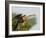 Anhinga Female at the Venice Rookery, Venice, Florida, USA-Arthur Morris-Framed Photographic Print