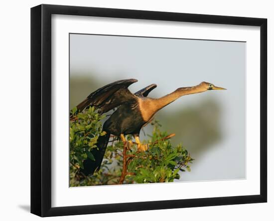 Anhinga Female at the Venice Rookery, Venice, Florida, USA-Arthur Morris-Framed Photographic Print