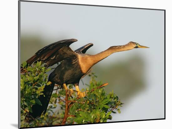 Anhinga Female at the Venice Rookery, Venice, Florida, USA-Arthur Morris-Mounted Photographic Print